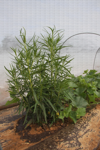 Plante relais Gomphocarpus fruticosus/ Aphis nerri/ Aphidius colemani